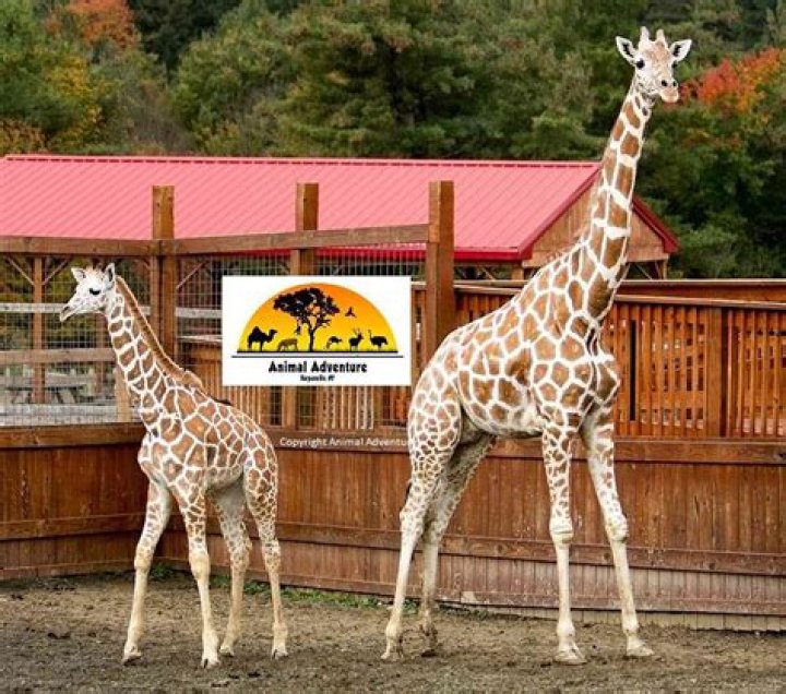 April The Giraffe
