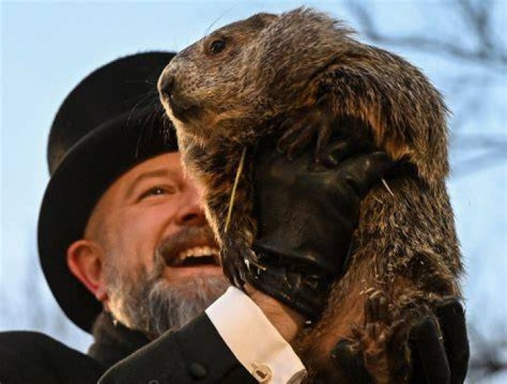 punxsutawney phil